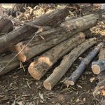 बीजापुर वनमण्डल अन्तर्गत स्थायी नर्सरी, दुगोली बीजापुर वनमण्डल से 12 कि.मी. दूर में स्थित हैं, जो कुल रकबा 4.500 हैक्ट. में फैला हुआ है। विदीत हो कि 5-6 वर्ष पहले कोई भी कार्य छोटे स्केल में लिया जाता था ।🔥