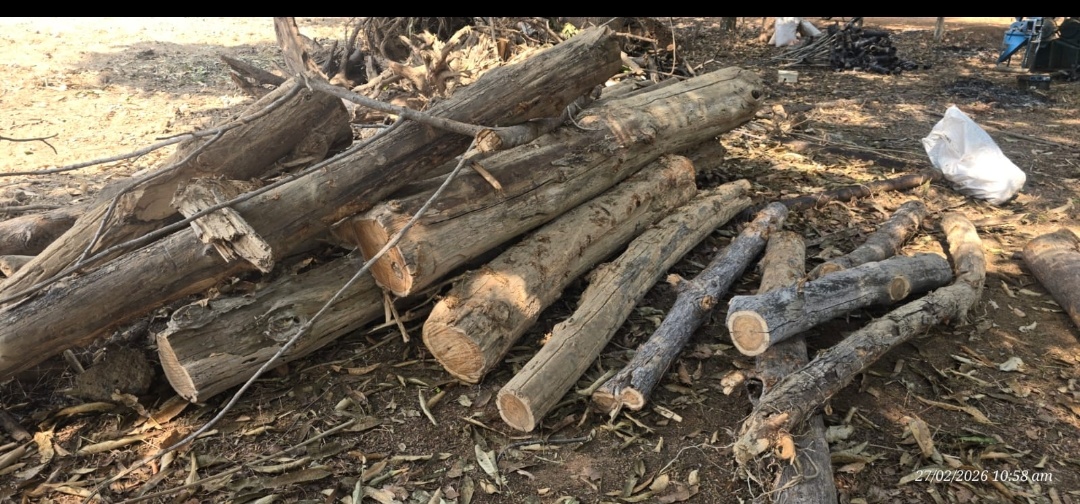 बीजापुर वनमण्डल अन्तर्गत स्थायी नर्सरी, दुगोली बीजापुर वनमण्डल से 12 कि.मी. दूर में स्थित हैं, जो कुल रकबा 4.500 हैक्ट. में फैला हुआ है। विदीत हो कि 5-6 वर्ष पहले कोई भी कार्य छोटे स्केल में लिया जाता था ।🔥