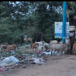 वार्ड क्रमांक 12 और 13 में मुख्य मार्ग पर पसरी गंदगी, मच्छर-मक्खियों का बढ़ा प्रकोप🔥 ।